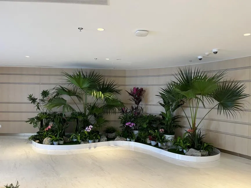 杭州湾绿植租摆价格全解析，不容错过！