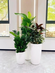 必看！宁波植物出租服务好的典范