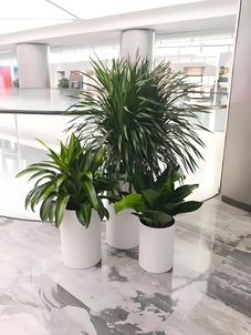 找宁波奉化花卉租摆好去处，这几家超出色！><div class=